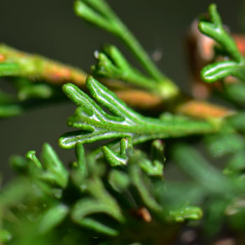 Cliffrose (Purshia stansburiana) bright green leaves on the upper sides; the bottoms are rolled-under and are light green with short whitish (tomentose) hair.